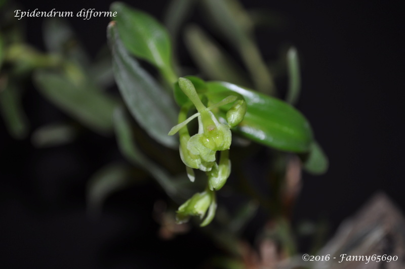 Epidendrum difforme Dsc_0119