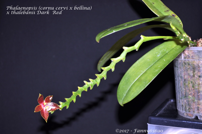 Phalaenopsis (cornu cervi x bellina) x thalebanii 'Dark Red' Dsc_0130