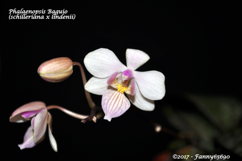 Phalaenopsis Baguio (schilleriana x lindenii) Dsc_0132