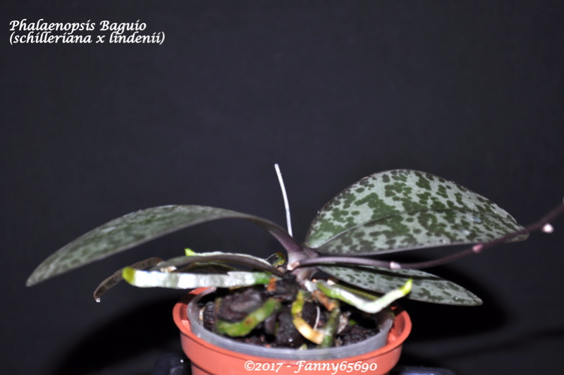 Phalaenopsis Baguio (schilleriana x lindenii) Dsc_0133