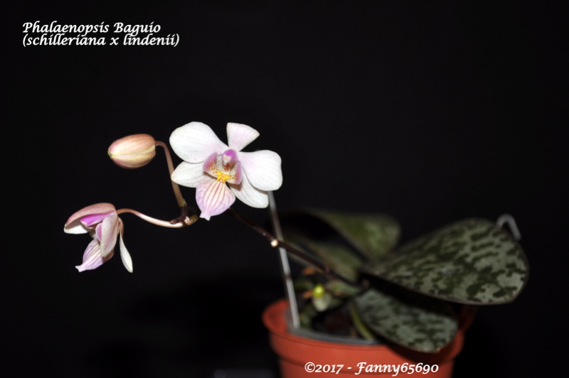 Phalaenopsis Baguio (schilleriana x lindenii) Dsc_0134