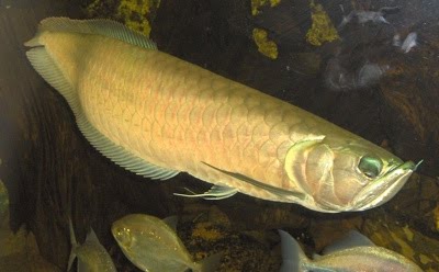 10 ikan prasejarah yang masih ada hingga sekarang Arwana10