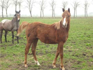 Ihr und euer Pferd Fohlen10