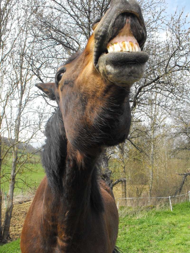 Les Plus Belles Grimaces De Vos Chevaux Jason_23