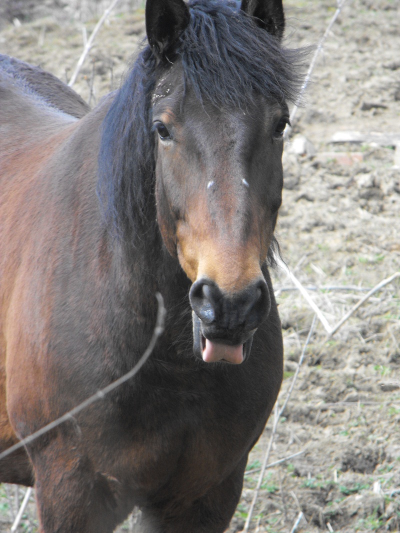 Les Plus Belles Grimaces De Vos Chevaux Jason_24