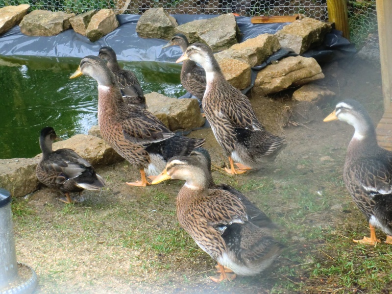 mes canards Photo_11