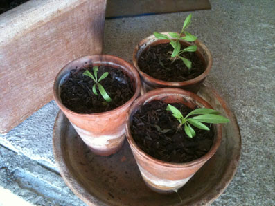 Demande d'aide pour plants Goji Goji111