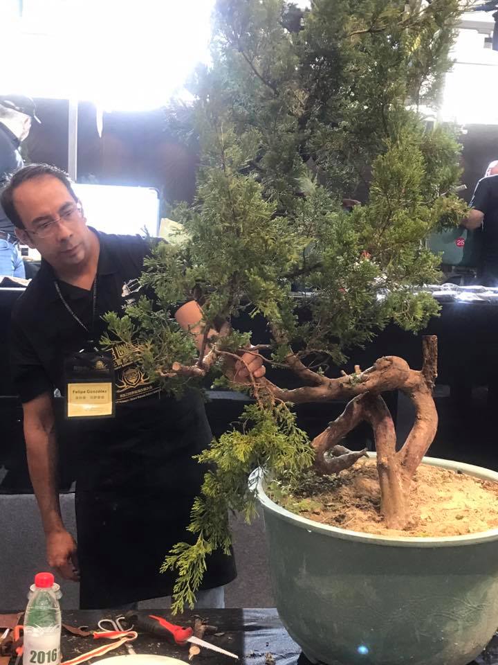 Bonsai Without Borders convention 15400510