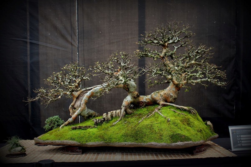 Bonsai Without Borders convention 15585110