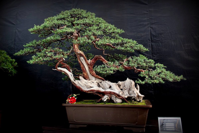 Bonsai Without Borders convention 15591410