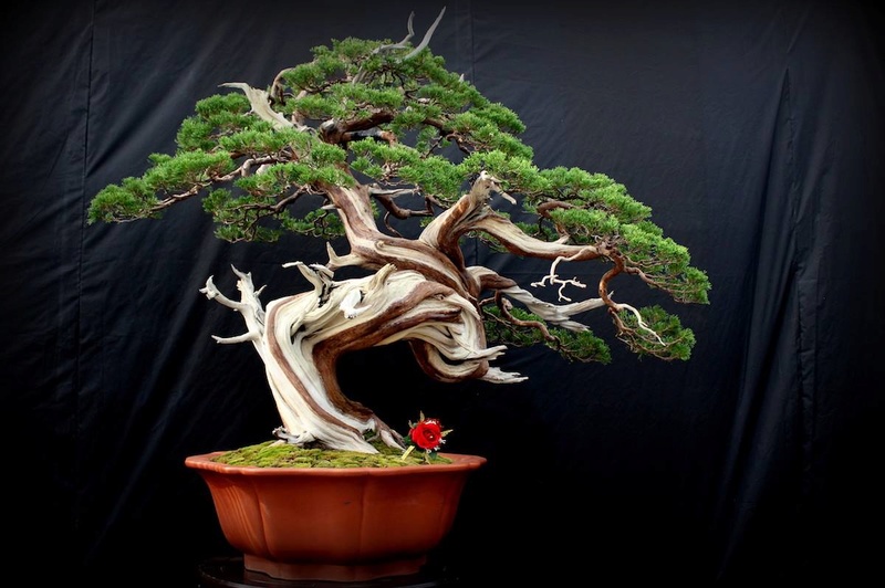 Bonsai Without Borders convention 15675610