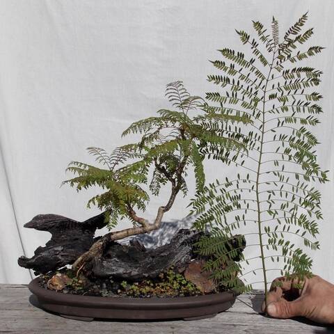 Growing a young Jacaranda Growing a young Jacaranda