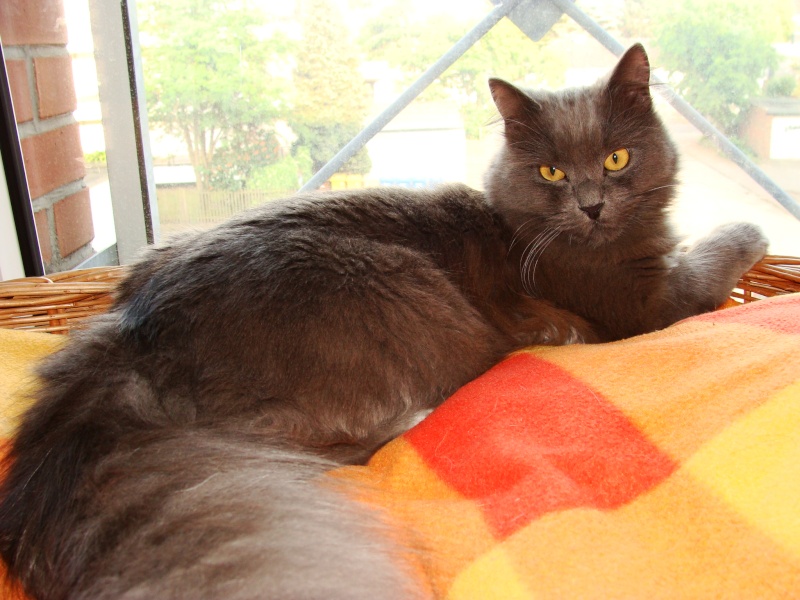 Figo found as Kitten -- is he a Nebelung? Dsc01210