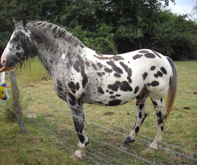 Merci  tous les forumeurs de diffuser au maximum !vol d'un etalon appaloosa aux yeux bleus dans le 54 Imgp2112