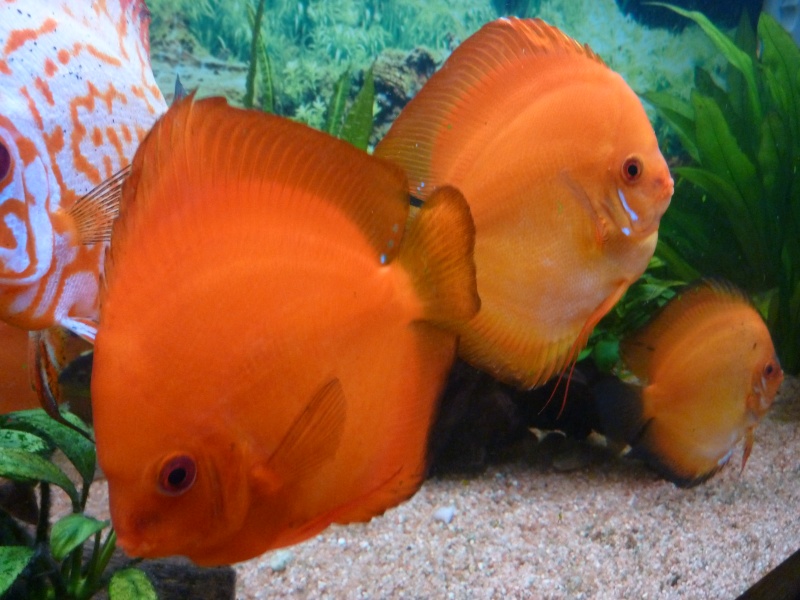 Nouveau poissons dans mon 450 litres P1020213