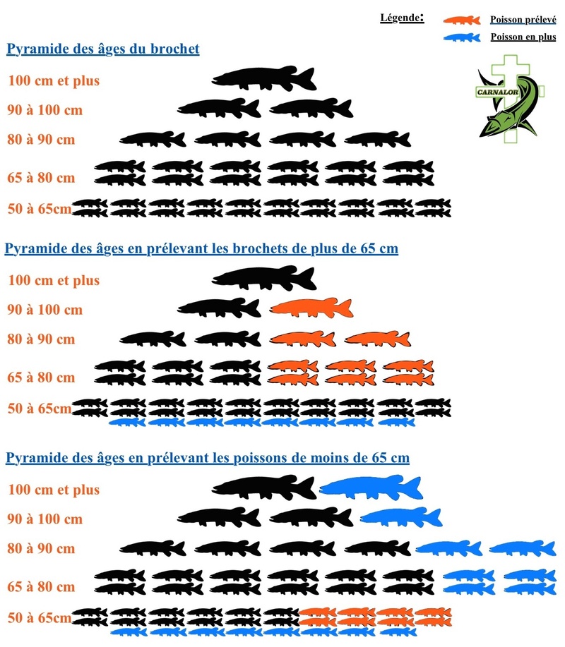 La maille inversée pour le carnassier Pyrnew11