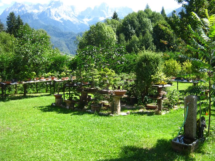 Dove coltiviamo i nostri bonsai - Pagina 14 Immagi10