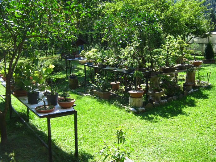 Dove coltiviamo i nostri bonsai - Pagina 14 Immagi17