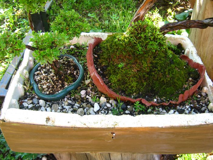 Dove coltiviamo i nostri bonsai - Pagina 14 Immagi18