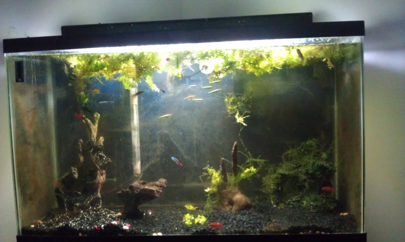 my 29 gallon community Imag0610