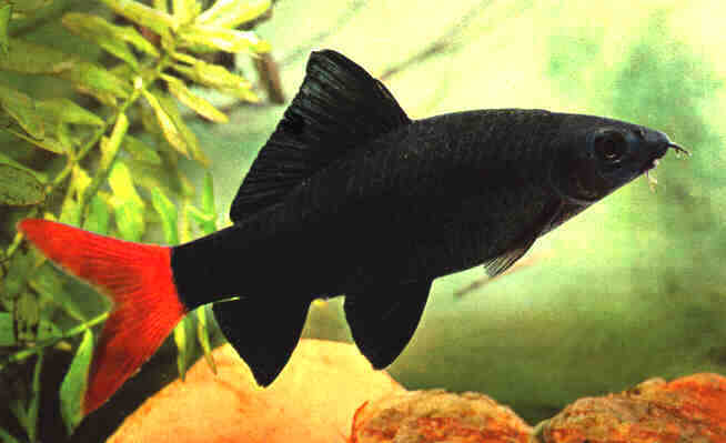 September Fish Of The Month Redtai10