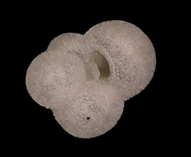 Foraminifère Globigerina falconensis Sable_40