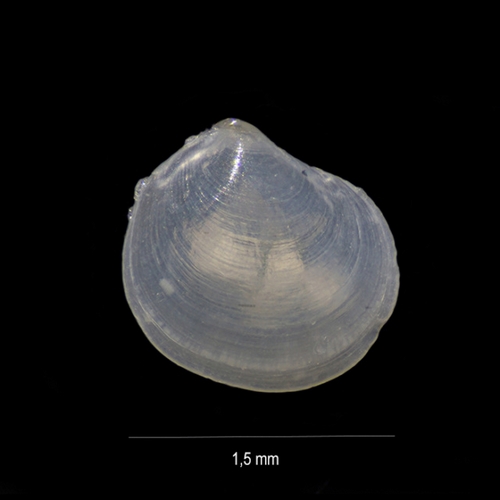 Thyasiridae Axinulus alleni (Carrozza, 1981)  Schelp12