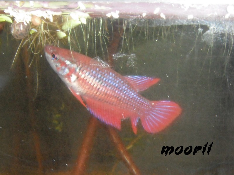 mon betta splendens 8310