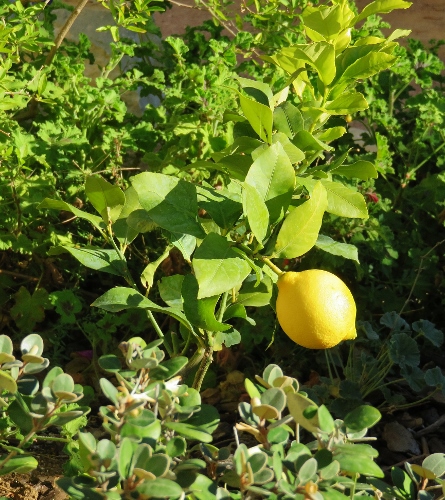 Citrus limon - citronnier des quatre saisons 016_4410