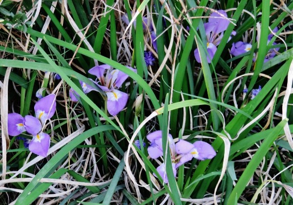 Iris unguicularis - Page 3 032_6012