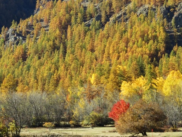 feuillages d'automne 2016 Automn18