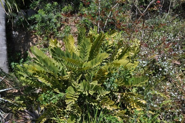Zamia furfuracea Chez_j16