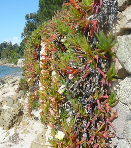 Carpobrotus aff. acinaciformis - Page 2 Flore_10