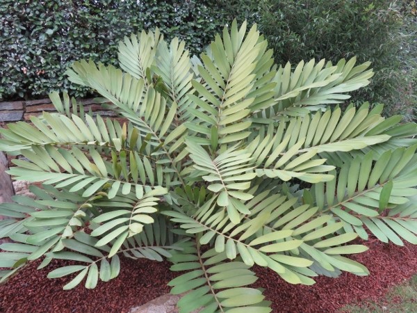 Zamia furfuracea  Img_3817