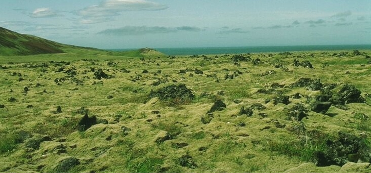 Petit tour chez les hépatiques Island10