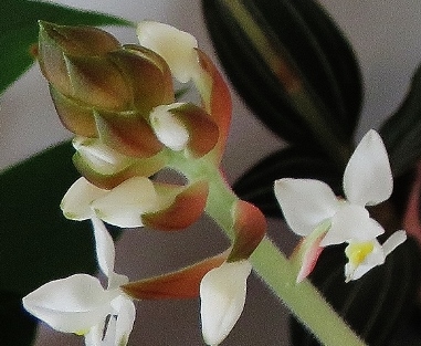 Ludisia discolor - orchidée terrestre, orchidée-bijou - Page 3 Orchid18