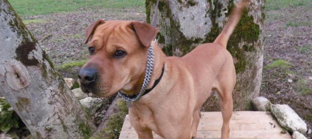 Raeggae xsharpei 3 ans 6 mois (78) Refuge du Plaisir 30971311