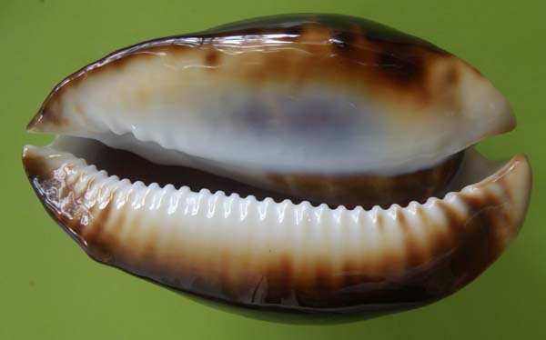 Zoila venusta - (G. B. Sowerby I, 1847) Venust15