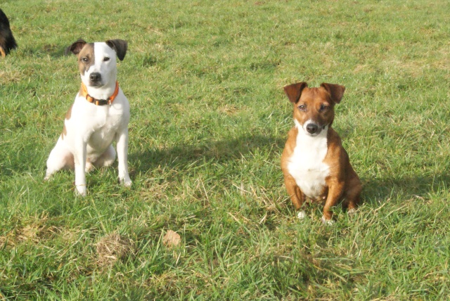 [Adopté] Jack Russel lof de 2 ans à donner - Page 2 Dsc03236