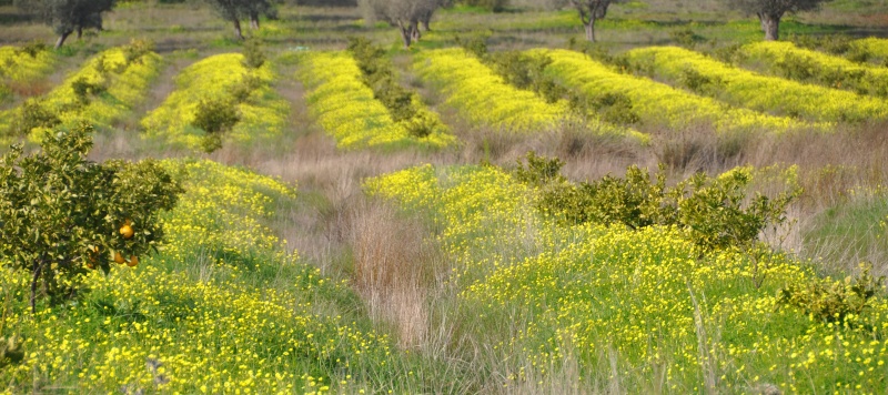 Al-Andalus (Andalousie - Algarve - Alentejo),  faune,  flore, paysages, maisons  et jardins fleuris - Page 4 00514