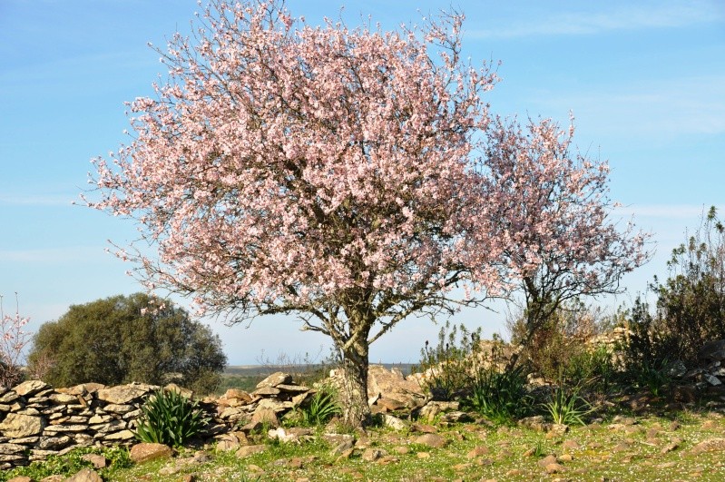 Al-Andalus (Andalousie - Algarve - Alentejo),  faune,  flore, paysages, maisons  et jardins fleuris - Page 4 01510