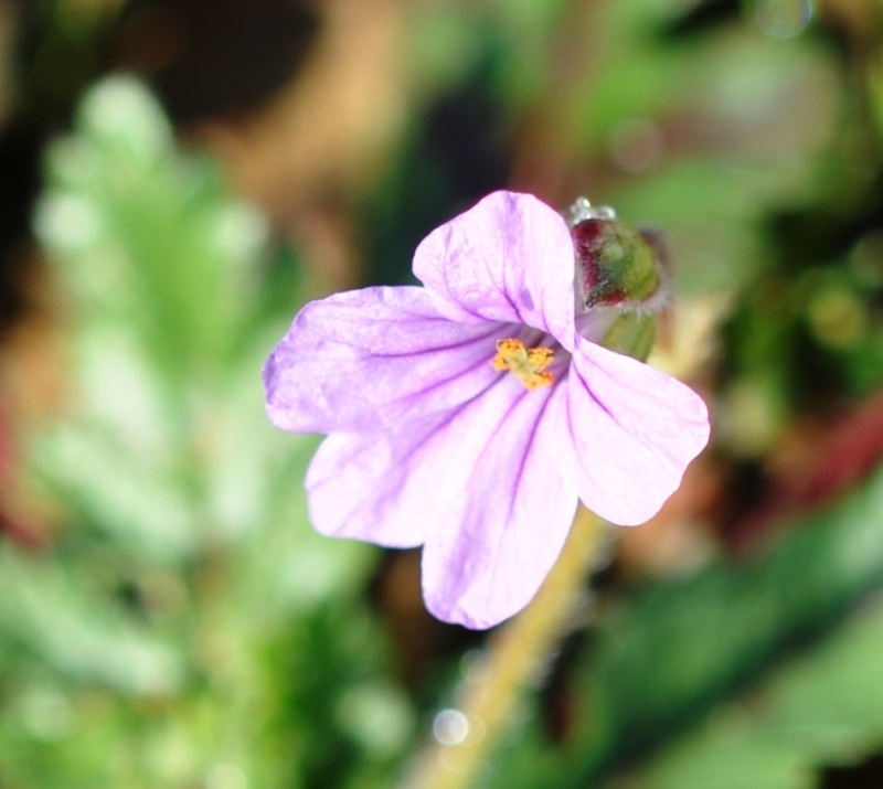 Erodium botrys [identification] 07510