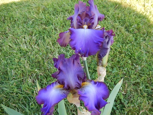 Iris 'Afternoon in Rio' - Schreiner 2005 Aftern10