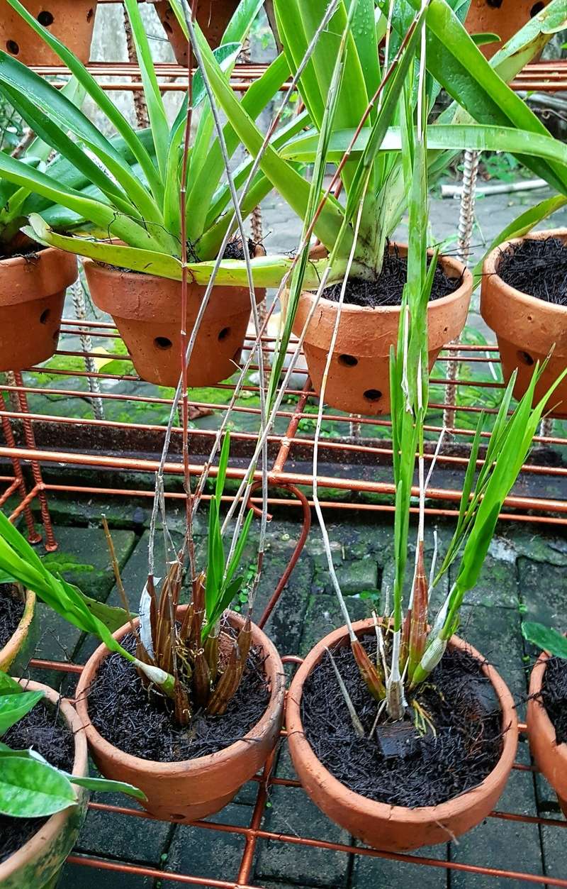 Dendrobium species Sulawesi Dendro12