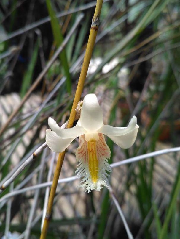 Dendrobium species Sulawesi Dendro14