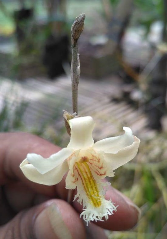 Dendrobium species Sulawesi Dendro15