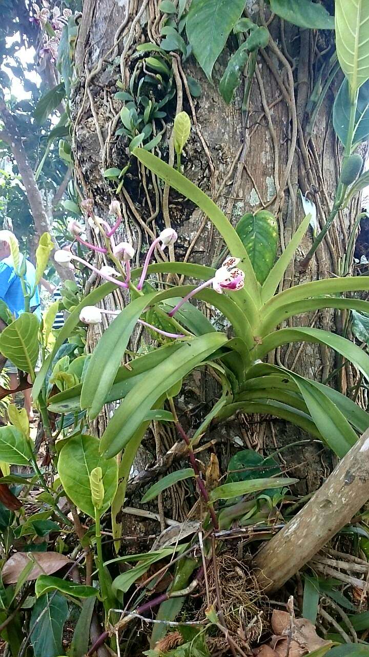 Vanda tricolor - jungle de Bali - Région de Gobleg Vanda_11