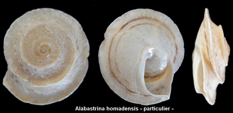 Alabastrina homadensis Rutllant, 1974 Alabas11