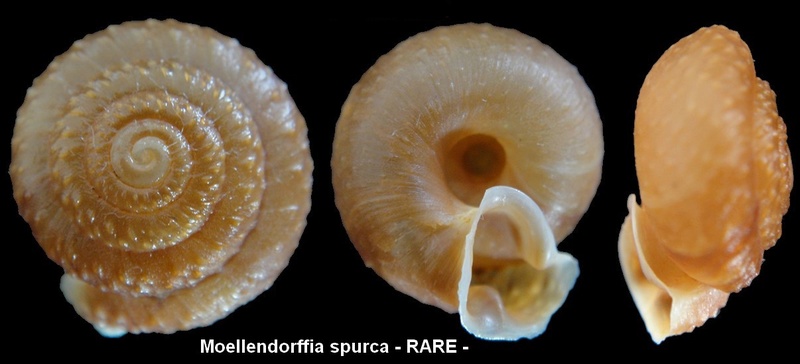 Moellendorffia spurca (Bavay & Dautzenberg, 1899) Moelle10