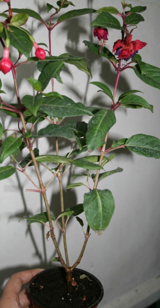 bonsaï fuchsia Fuchsi10